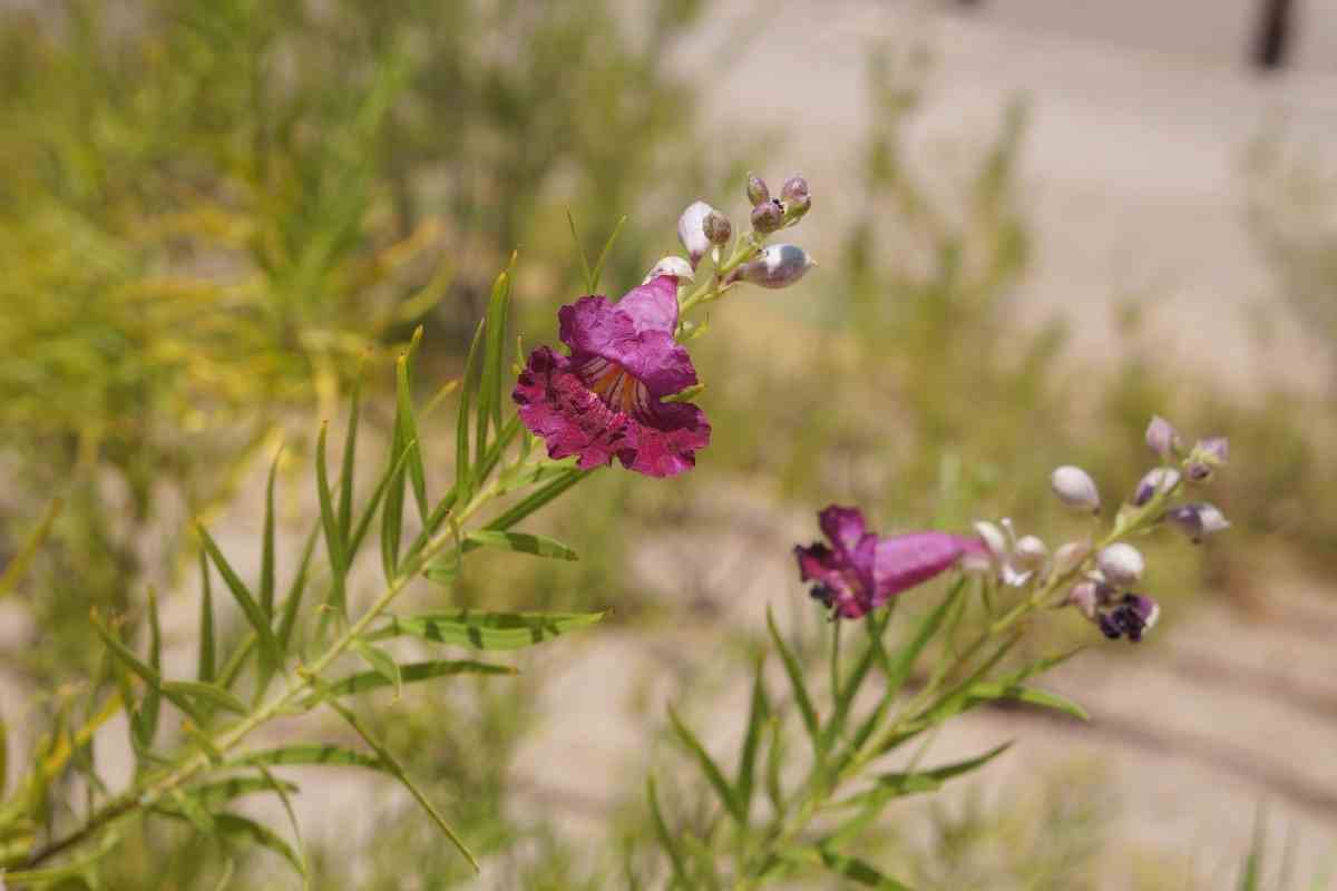 19 Desert Plants With Images And Growing Details - Gardenia Organic