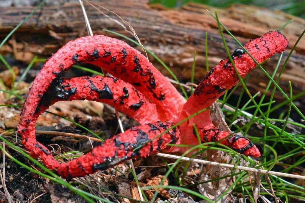 Clathrus Archeri scary mushroom