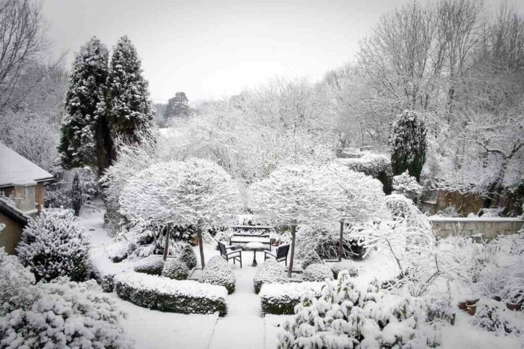 Trees growing slow in winter