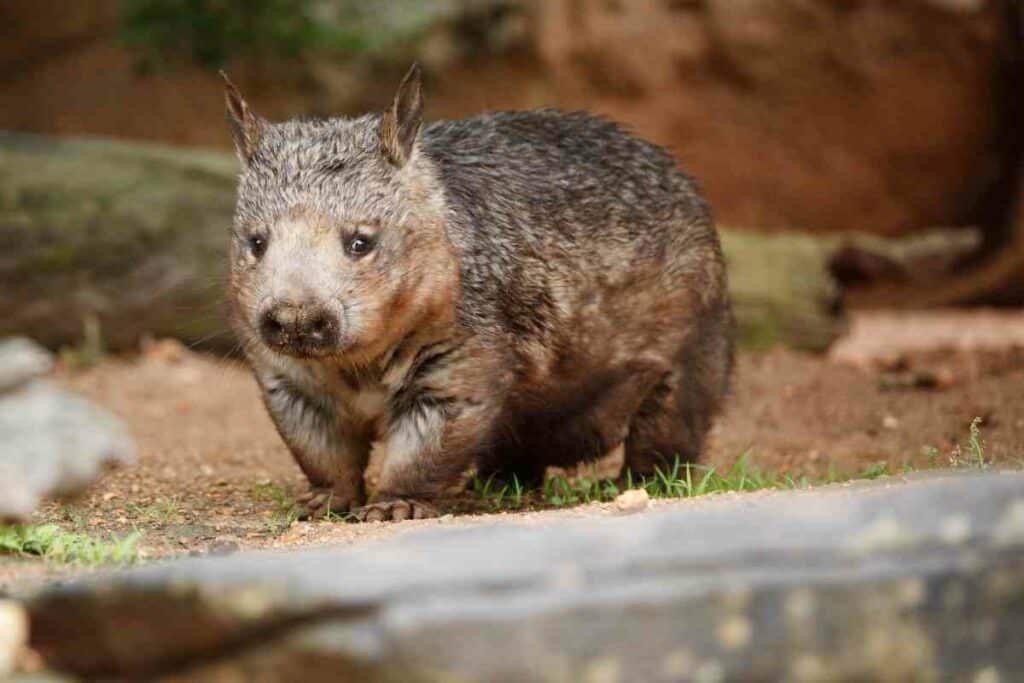 Wombats bad pets