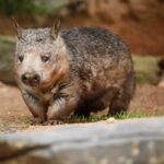 Wombats bad pets