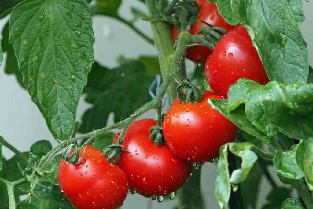 Eating tomato leaves explained