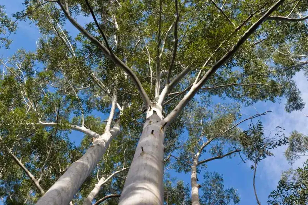 Eucalyptus trees smooth barks