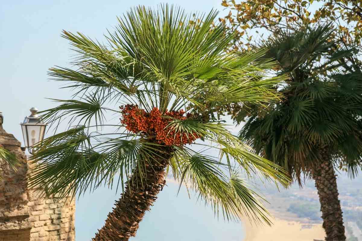 What Temperature Will Kill a Palm Tree Gardenia Organic