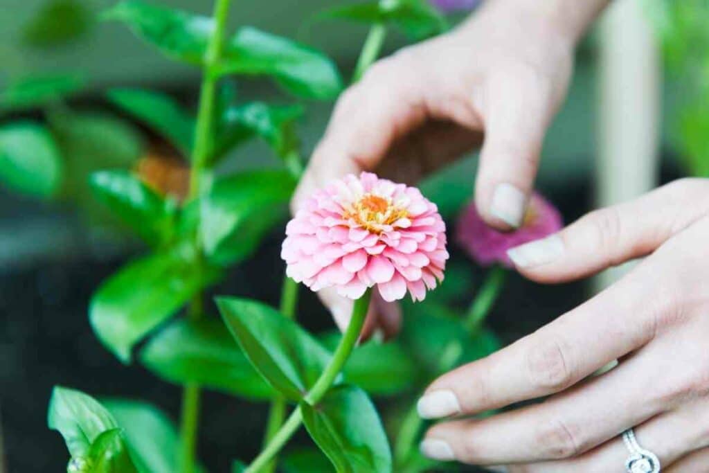 Fertilize Zinnias plant