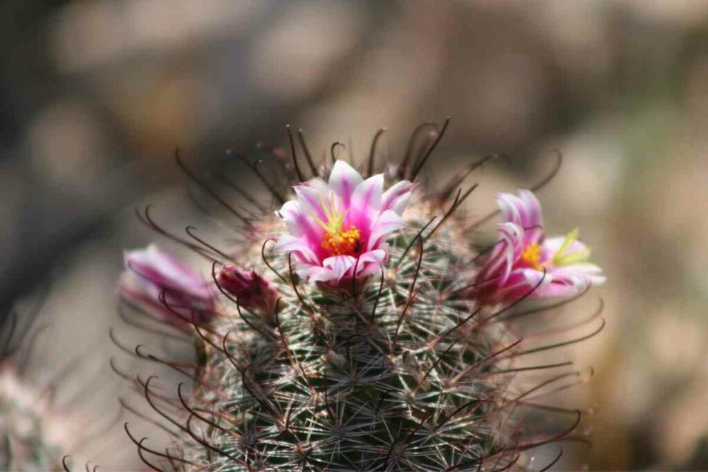 Fishhook cactus pink