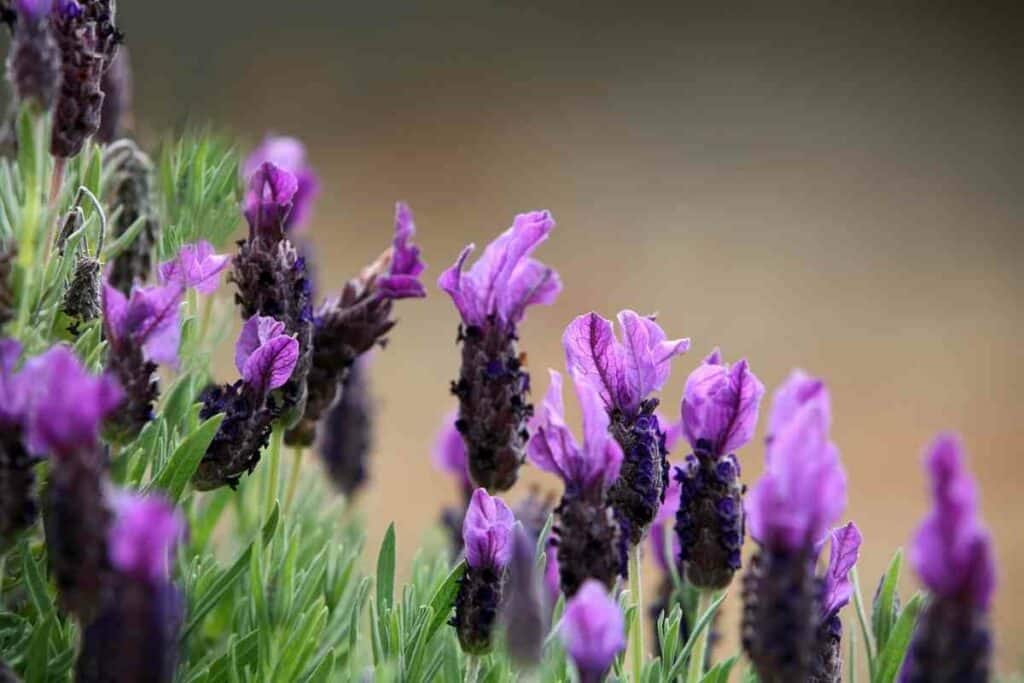 Purple French lavender