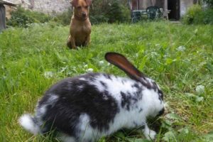 Get rid of rabbits without harming them