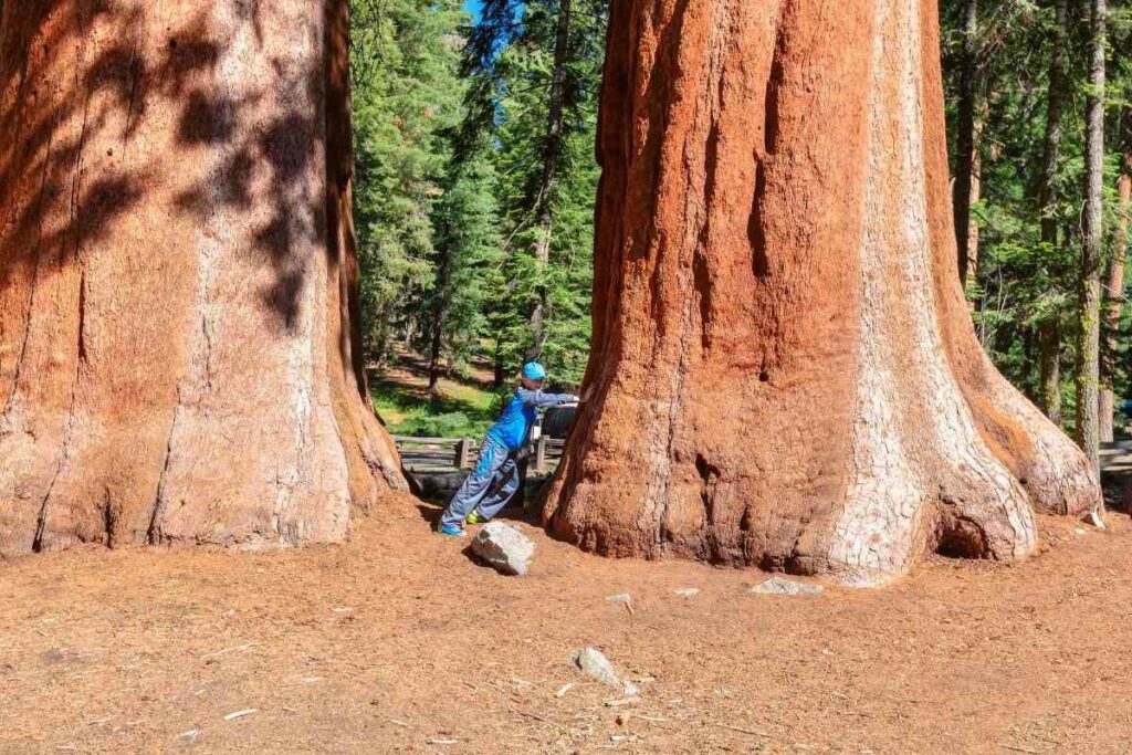 Giant Sequoia child
