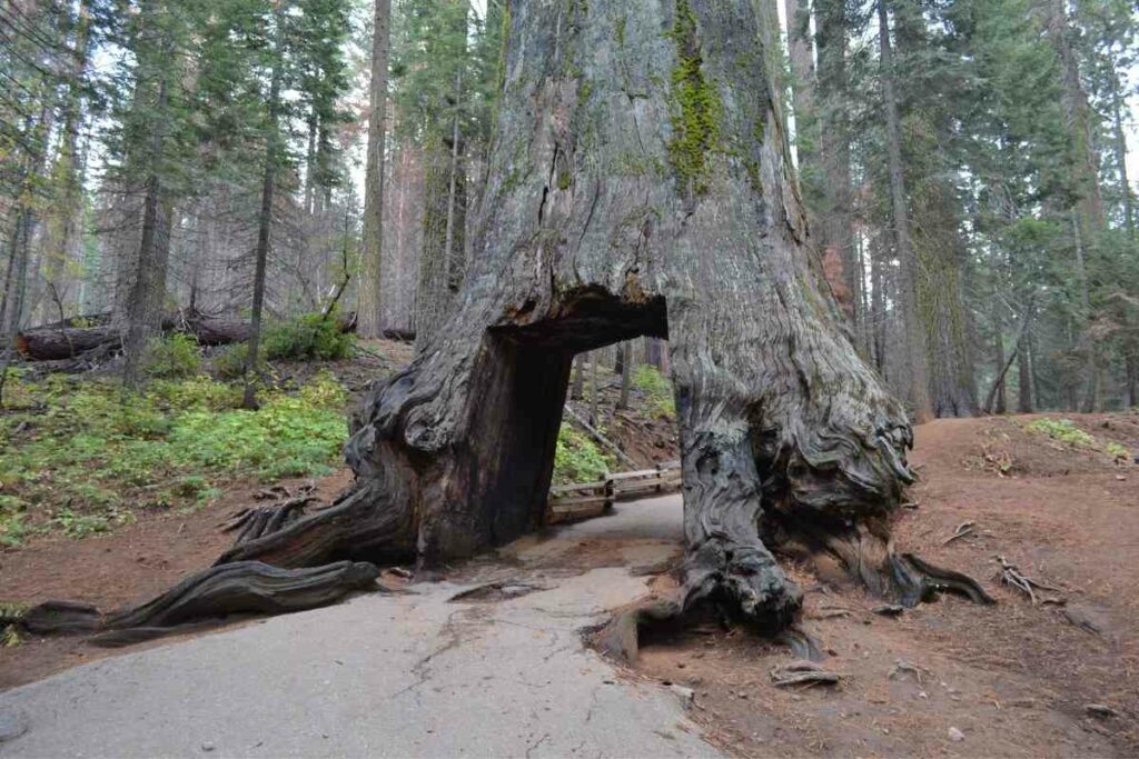 Giant Sequoia weigh