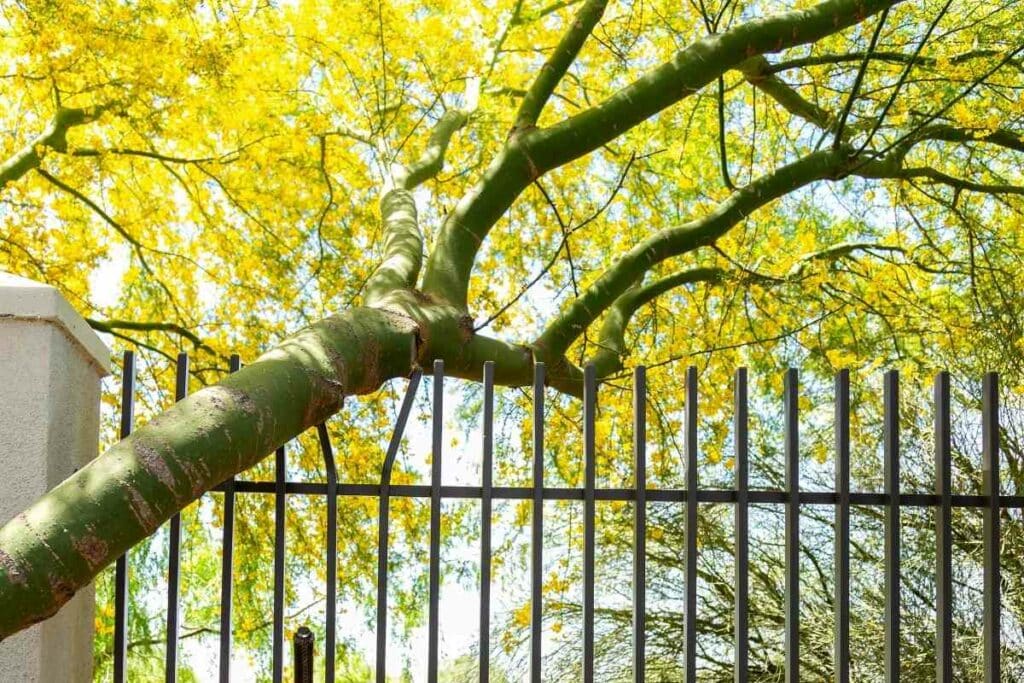 Green bark trees backyard