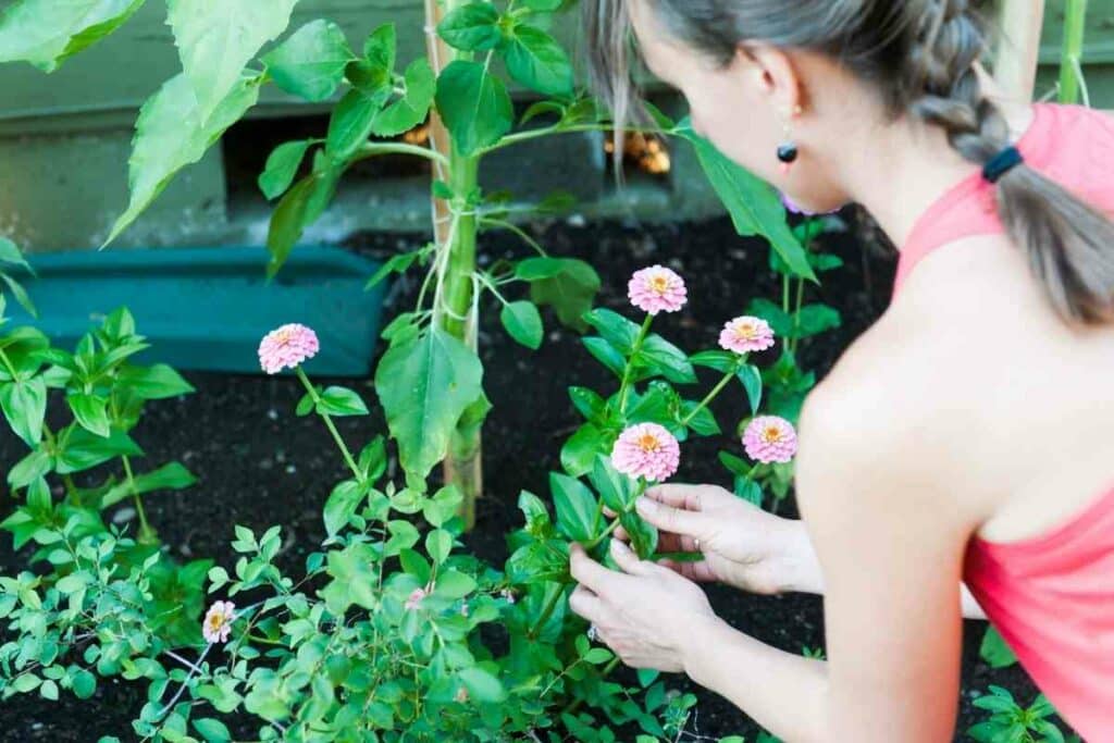 Zinnias pink flowers