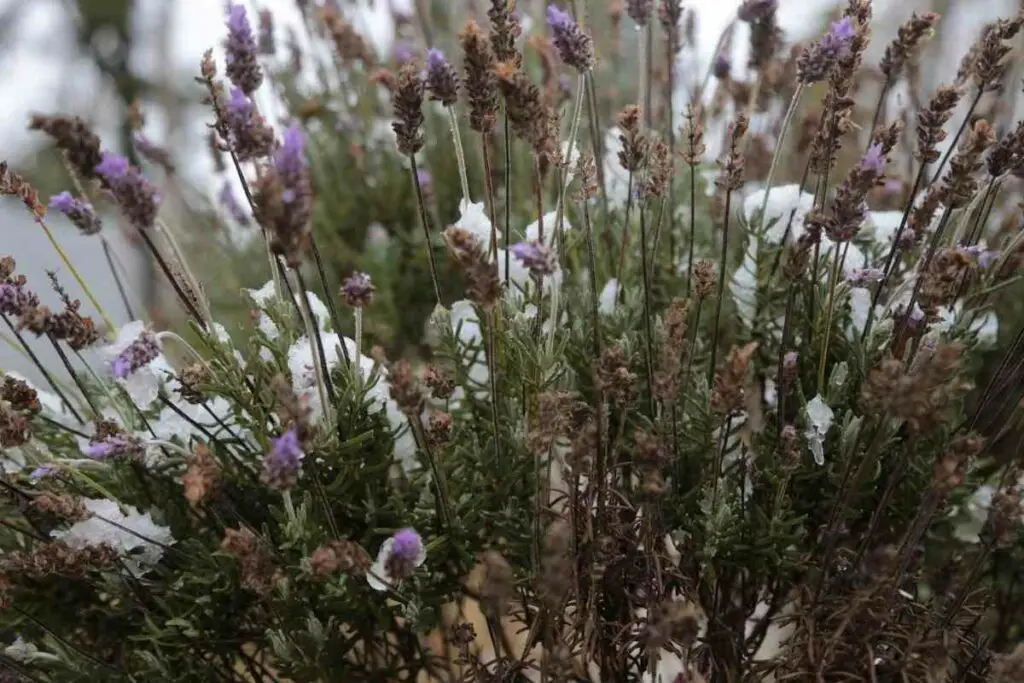 Growing lavender winter advice