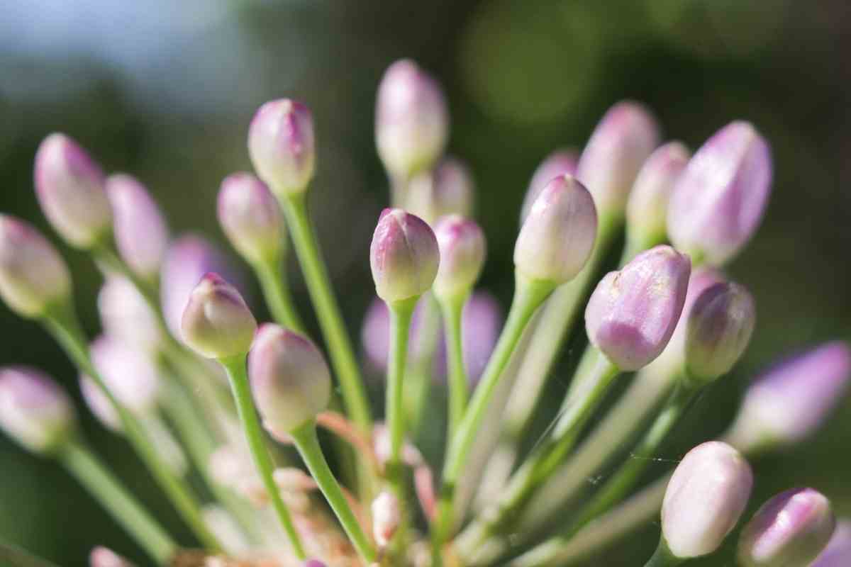 Why Do Some Onions Have Flowers And Some Don't? Gardenia Organic