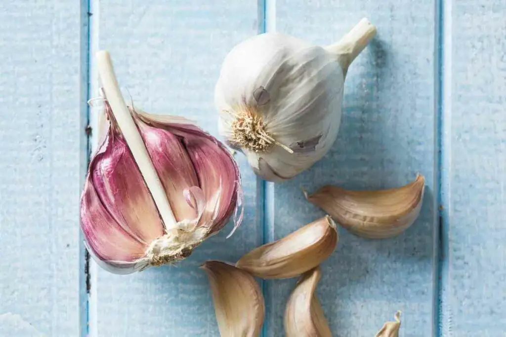 Hardneck Garlic harvest
