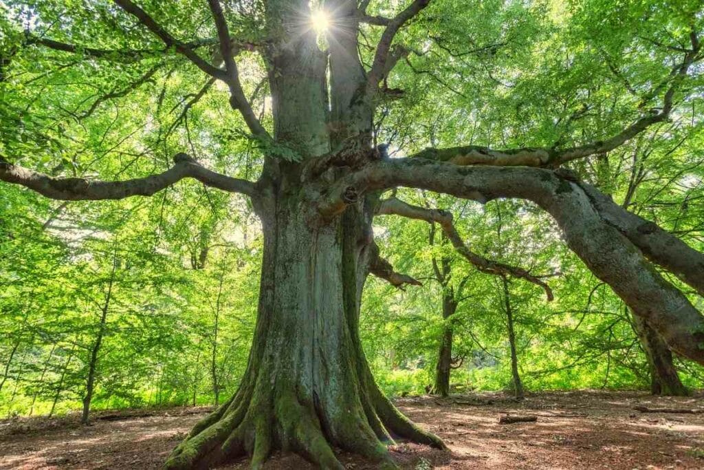 Hardwood beech tree weight