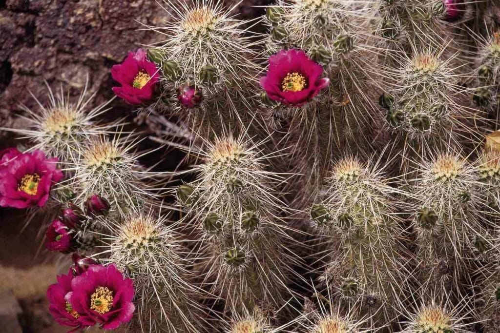 Hedgehog cactus purple