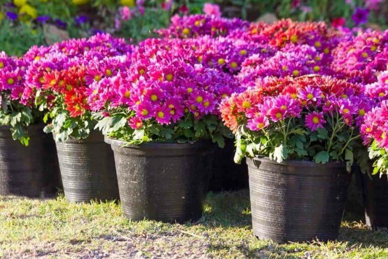 Complete Guide to Growing Zinnias in Pots Gardenia Organic