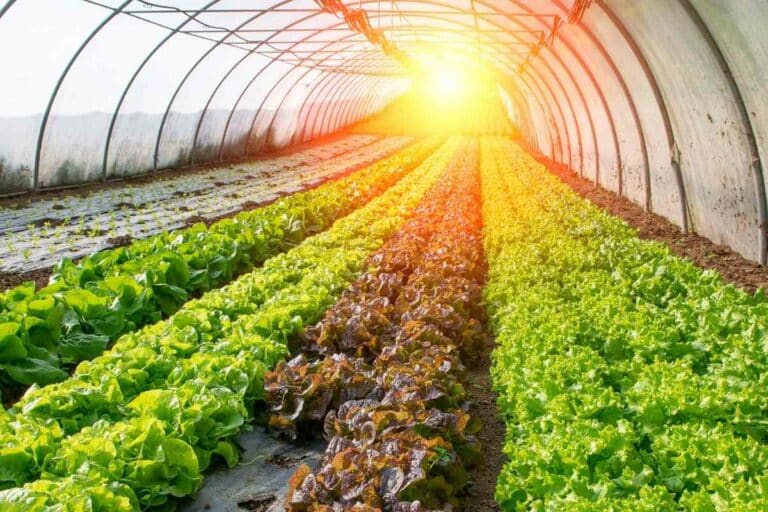 How To Heat Greenhouse In Winter (6 Proven Methods) Gardenia Organic