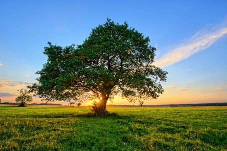 How Much Does A Tree Weigh Gardenia Organic