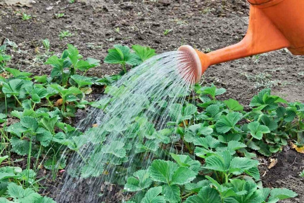 Watering strawberry plants 