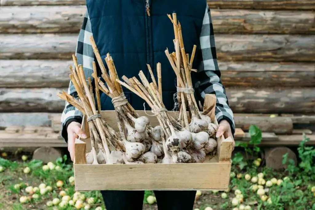 How to harvest garlic