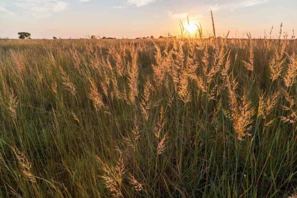 Indian grass plants