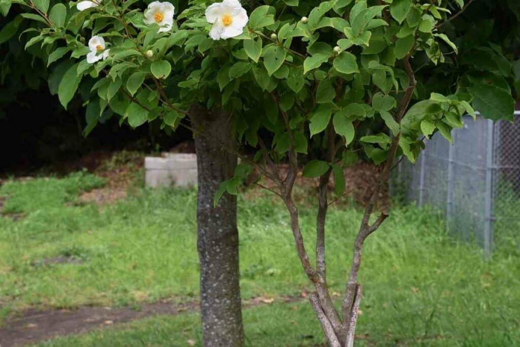 Japanese Stewartia smooth barks