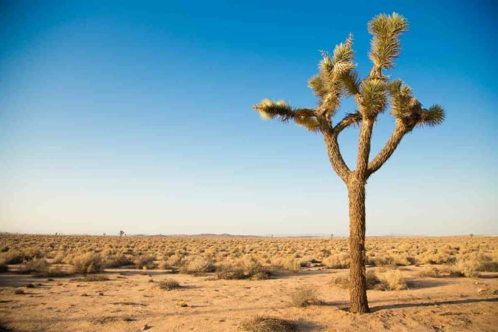 Joshua tree in desert