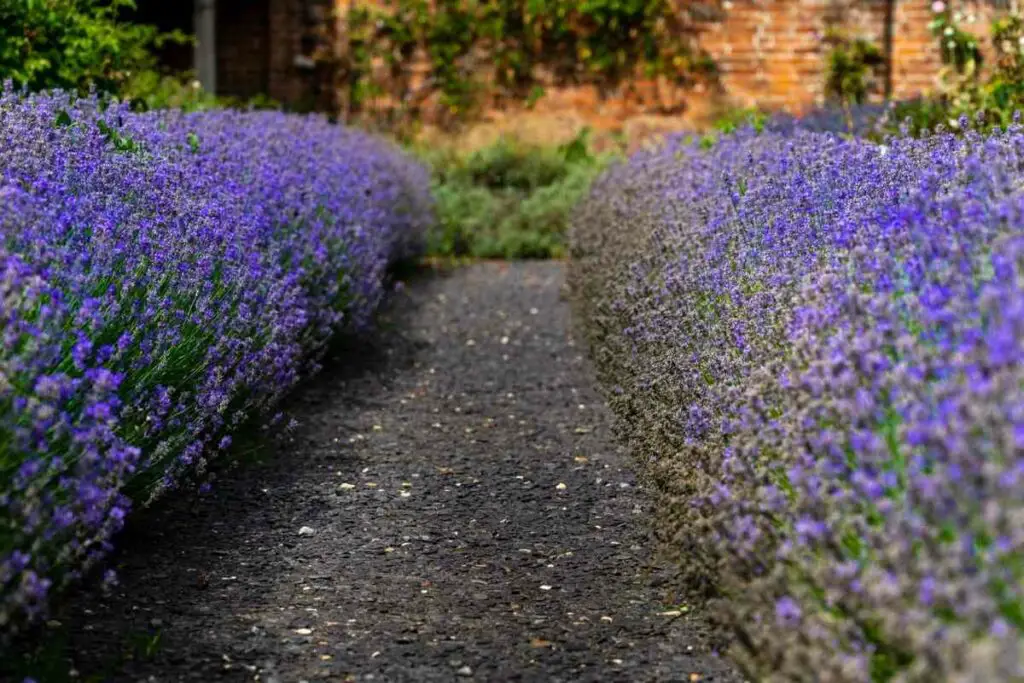 Planting lavender for winter