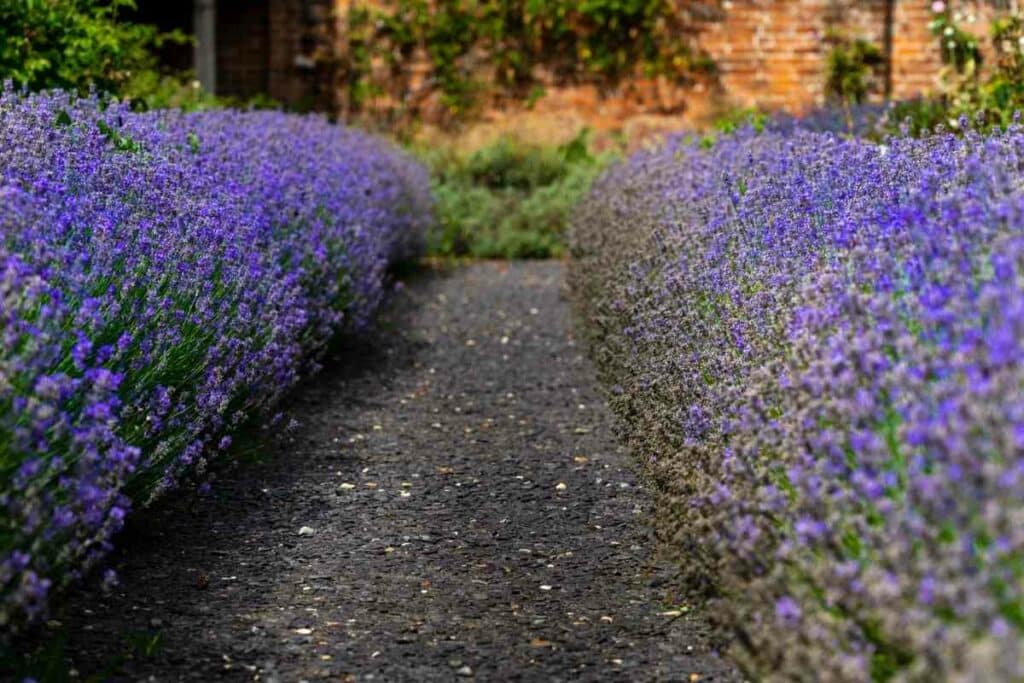 Planting lavender for winter