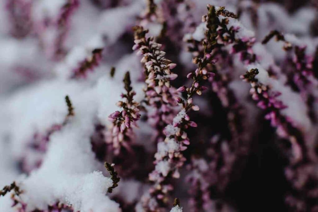 Lavender in winter garden