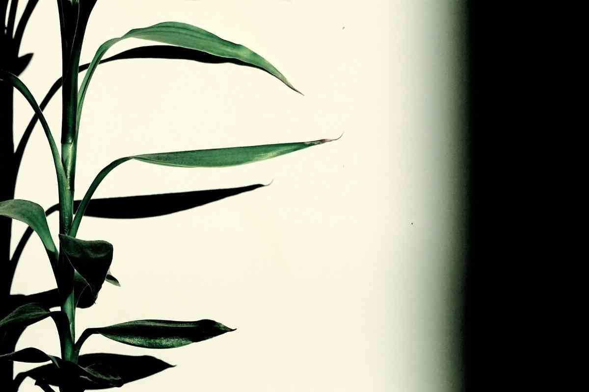 What are Leggy Plants (How to Spot and How to Fix) Gardenia Organic