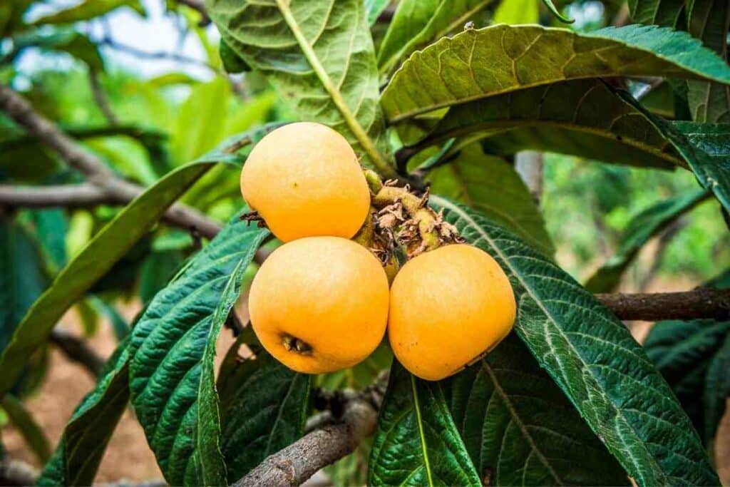 Loquat yellow fruit