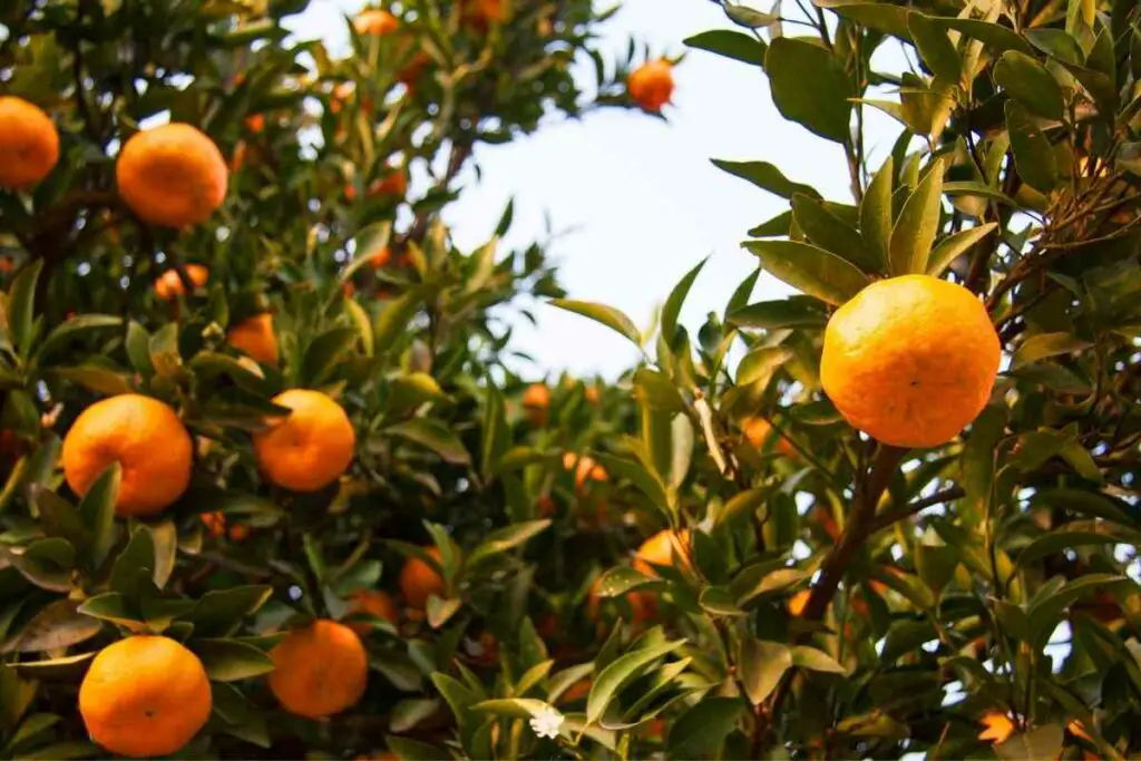 Keeping Mandarin oranges tree
