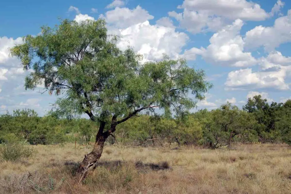 Mesquite tree in desert