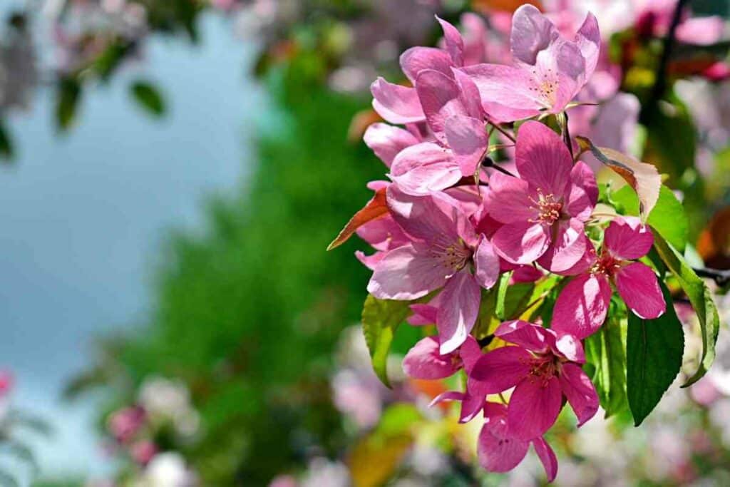 Peach Tree Blooms