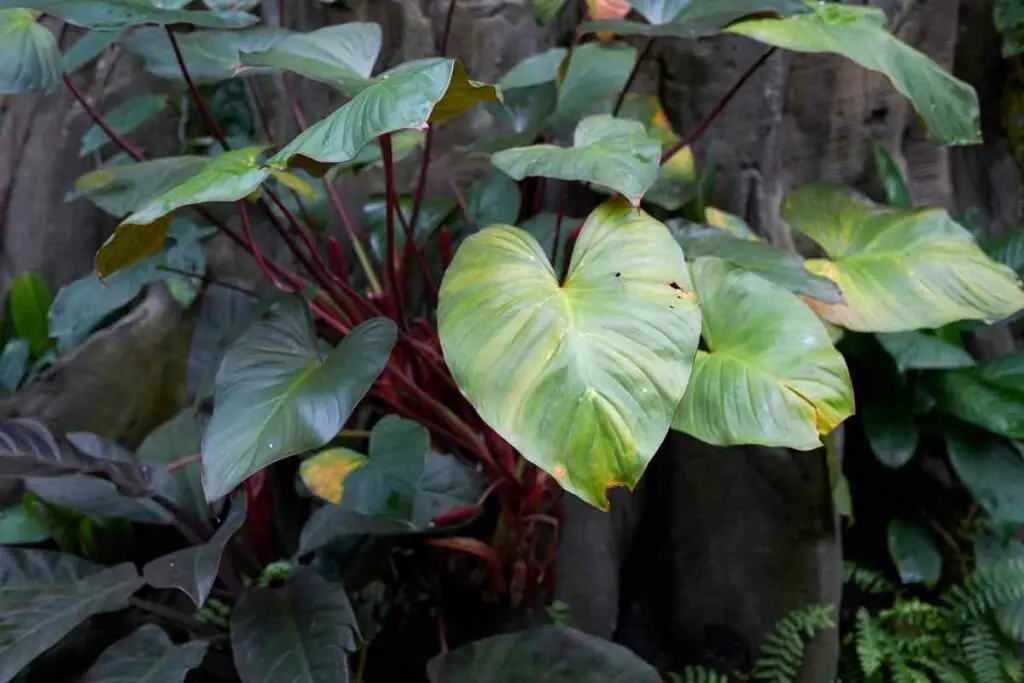 Philodendron Erubescens leaves