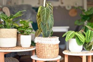 Philodendron types
