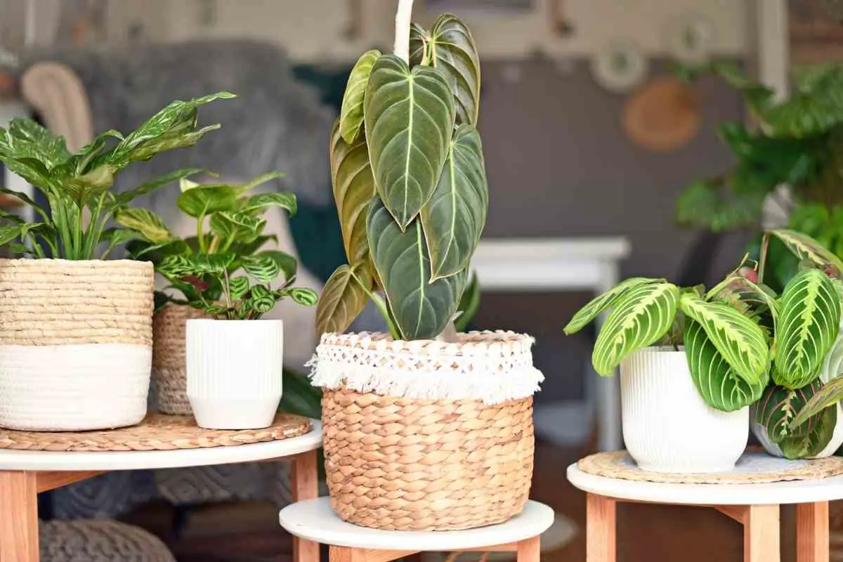 7 Philodendron Types (Beautiful Images)