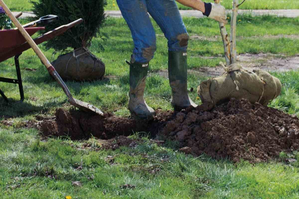 How Many Trees Should I Plant Per Acre? Gardenia Organic