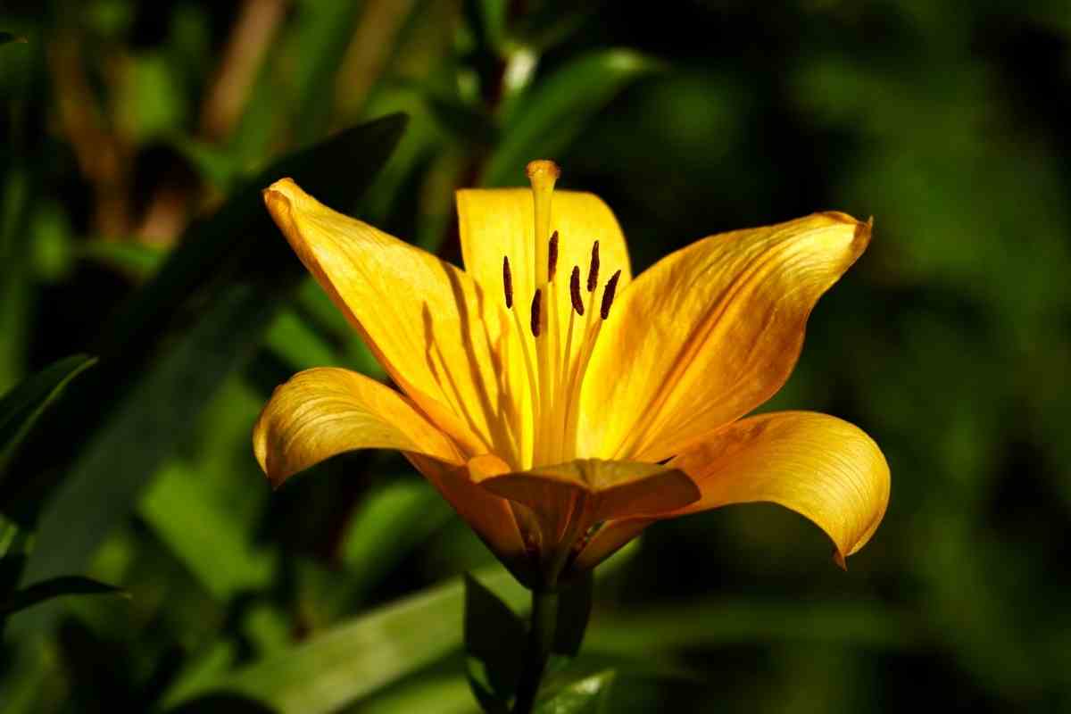 11 Plants That Absorb Water (Helps With Garden Drainage)