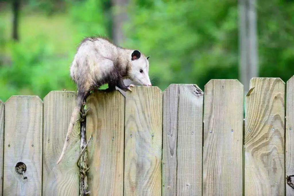 Possum garden fence