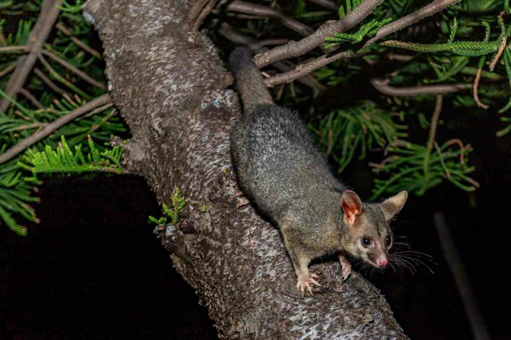 Possums at night tree