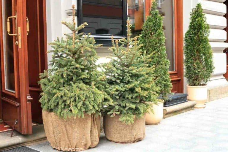 Can Potted Evergreens Survive Cold Falls and Winters? Gardenia Organic