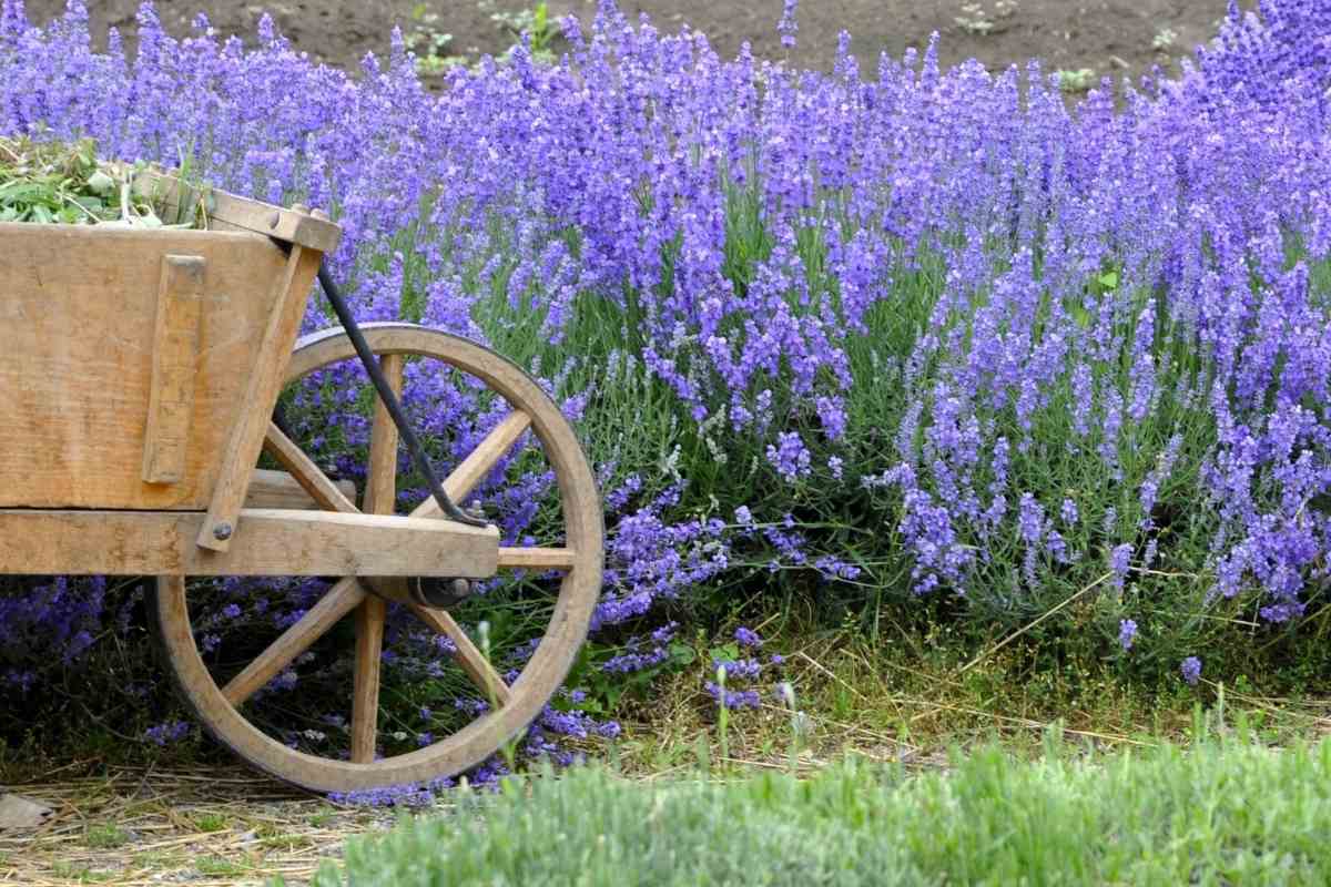 Lavender In Winter Guide (What To Expect) Gardenia Organic