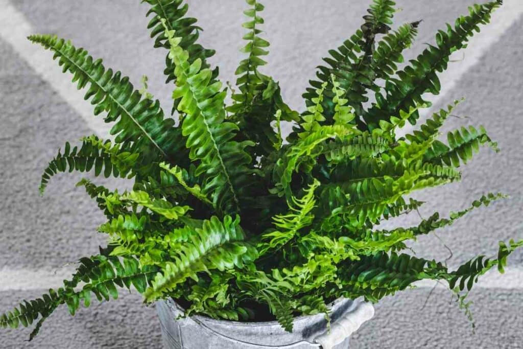 Boston fern leaves healthy