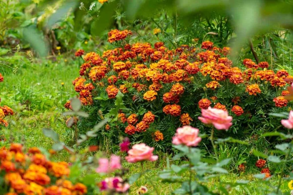 Protecting marigolds flowers