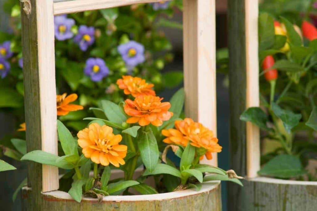 Pruning zinnias