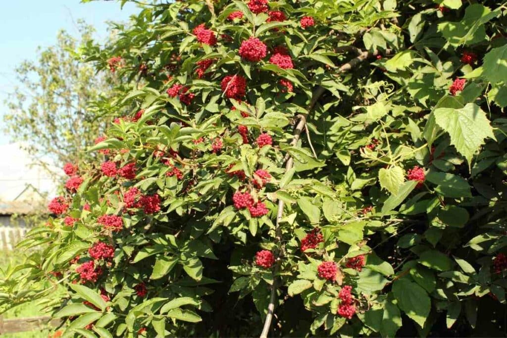 Red elderberry tree